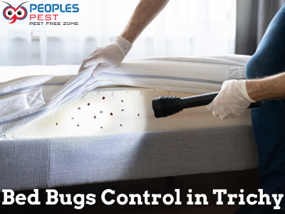 Bed bugs Pest Control in Trichy
